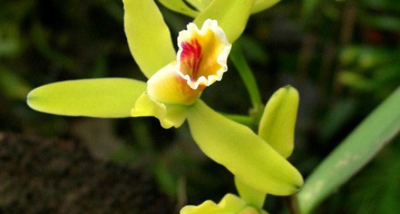 orquidea-cattleya-luteola-chanchamayo