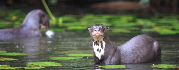 descubre-la-reserva-nacional-del-manu-flickr-enperu-in