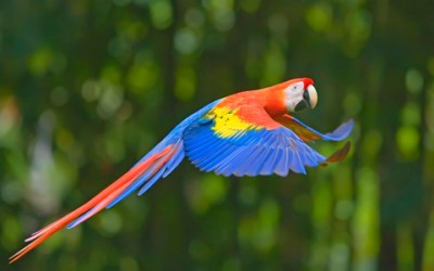 papagayo_manu_oferta1