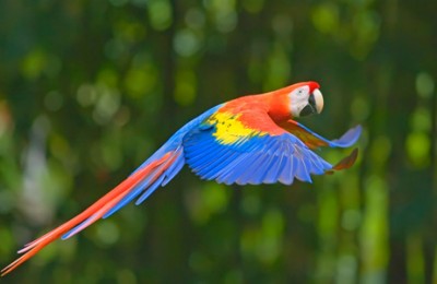 papagayo_manu_oferta1