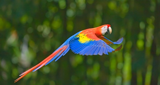 papagayo_manu_oferta1